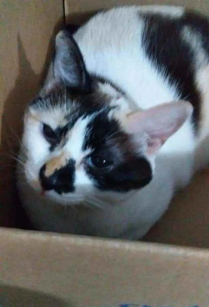 Gato ra a Pintadinha idade 4 anos nome Menina