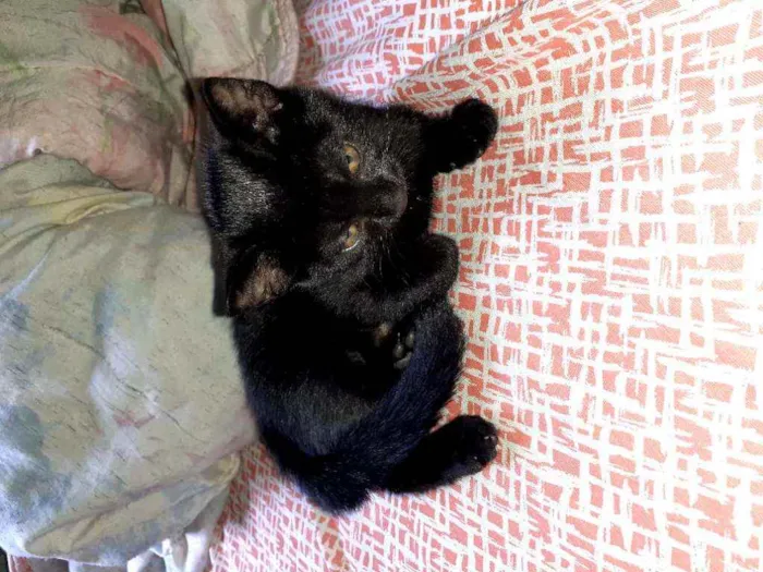Gato raça Viralata  idade Abaixo de 2 meses nome Sash