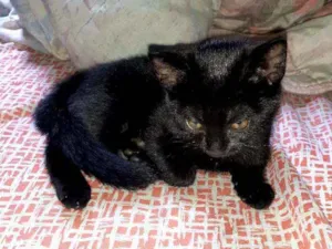 Gato raça Viralata  idade Abaixo de 2 meses nome Sash