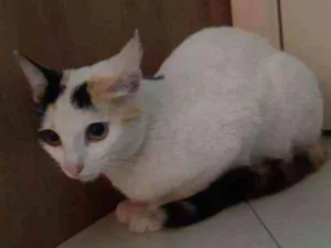 Gato raça RND idade 2 a 6 meses nome Mia