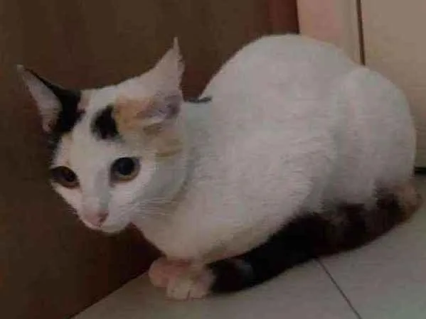 Gato ra a RND idade 2 a 6 meses nome Mia