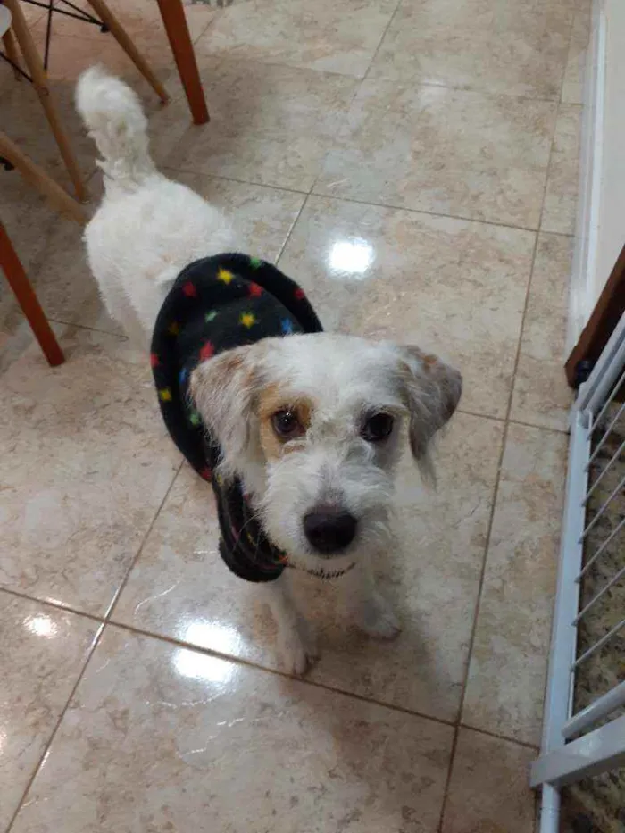 Cachorro raça Indefinida idade 1 ano nome Meg
