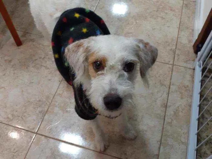 Cachorro raça Indefinida idade 1 ano nome Meg