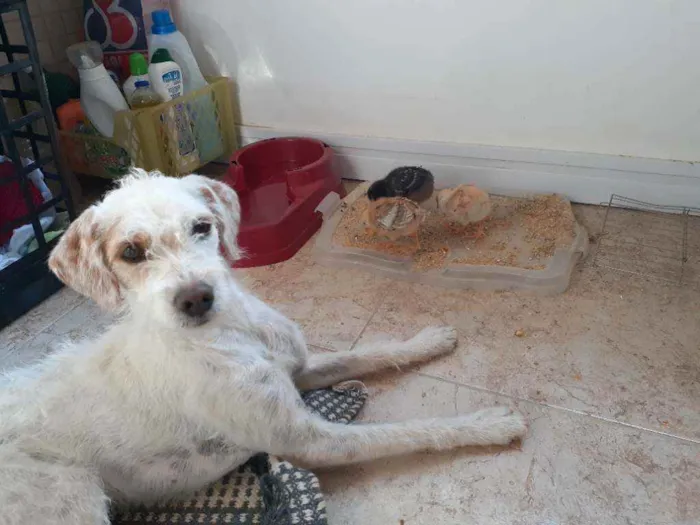 Cachorro raça Indefinida idade 1 ano nome Meg