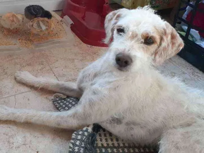 Cachorro raça Indefinida idade 1 ano nome Meg