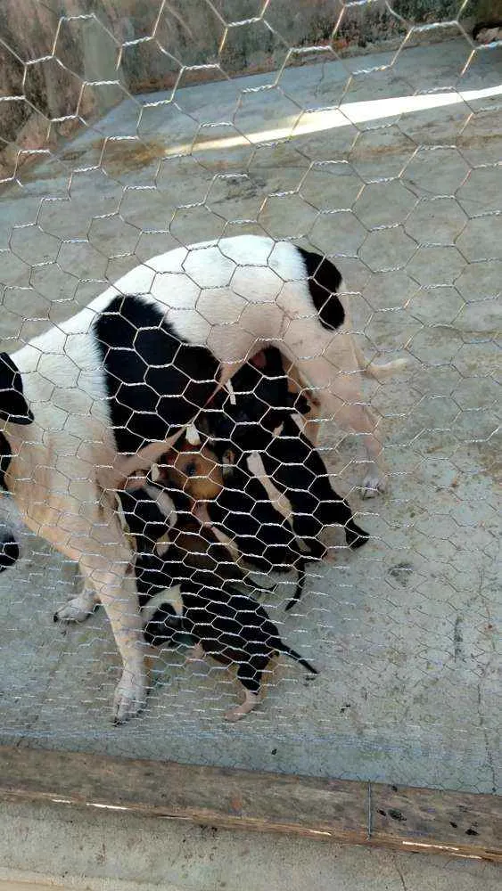 Cachorro ra a Viralata idade Abaixo de 2 meses nome Filhotes 