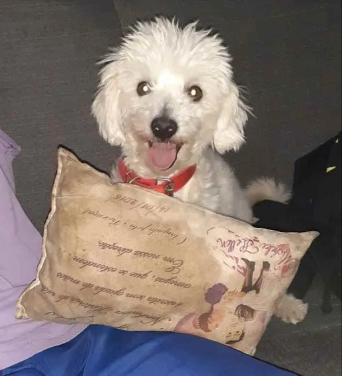 Cachorro ra a Poodle  idade 4 anos nome Sem nome 