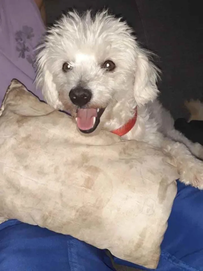 Cachorro ra a Poodle  idade 4 anos nome Sem nome 