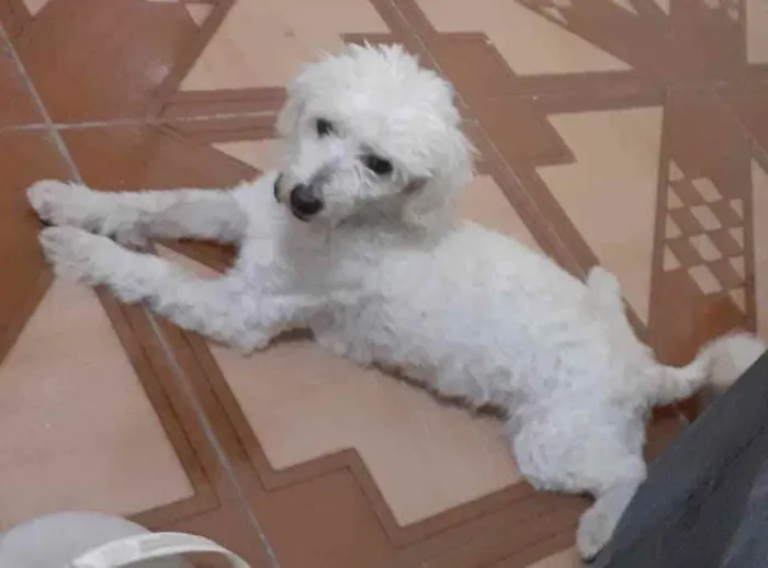 Cachorro ra a Poodle  idade 4 anos nome Sem nome 