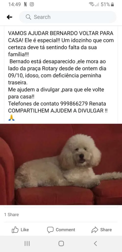 Cachorro raça Poodle idade 6 ou mais anos nome Bernardo