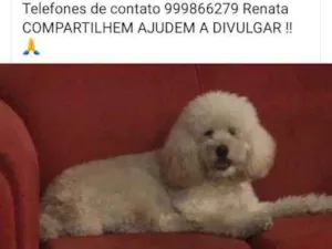 Cachorro raça Poodle idade 6 ou mais anos nome Bernardo