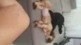 Bidu