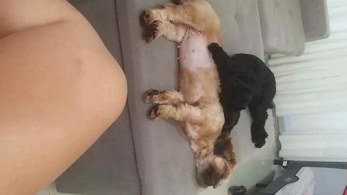 Cachorro ra a Poodle idade 1 ano nome Bidu