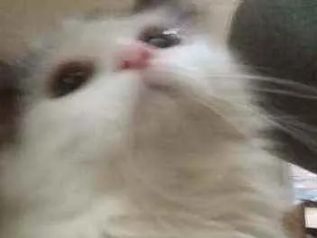 Gato raça Srd idade 7 a 11 meses nome Davi