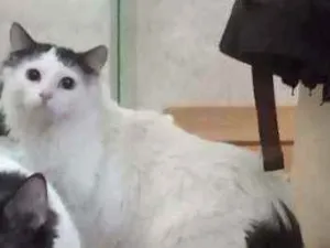 Gato raça Srd idade 7 a 11 meses nome Davi