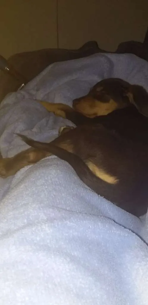 Cachorro ra a vira lata idade 2 a 6 meses nome Caramelo