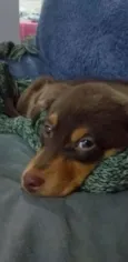 Caramelo