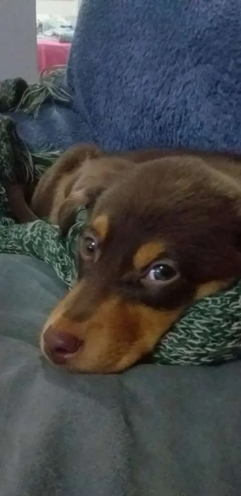 Cachorro ra a vira lata idade 2 a 6 meses nome Caramelo