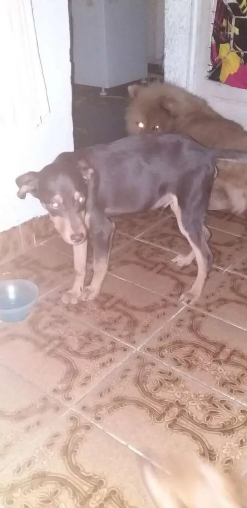 Cachorro ra a vira lata idade 2 a 6 meses nome Caramelo