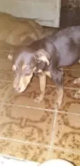 Caramelo