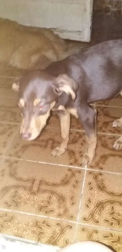 Cachorro ra a vira lata idade 2 a 6 meses nome Caramelo