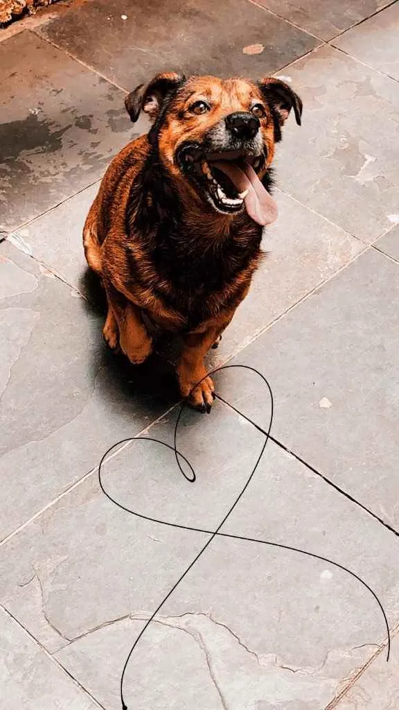 Cachorro ra a Vira lata  idade 6 ou mais anos nome Snider 