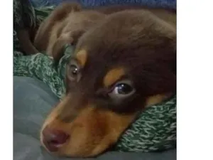Cachorro raça vira lata idade 2 a 6 meses nome Caramelo