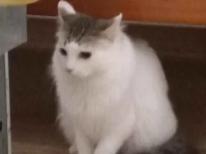 Gato raça Srd idade 7 a 11 meses nome Luisinho
