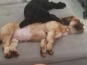 Cachorro raça Poodle idade 1 ano nome Bidu