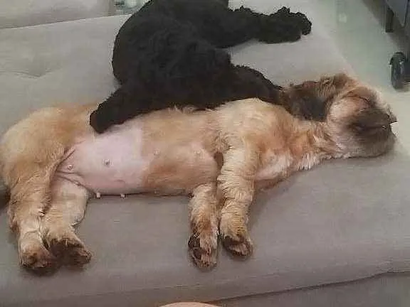 Cachorro ra a Poodle idade 1 ano nome Bidu