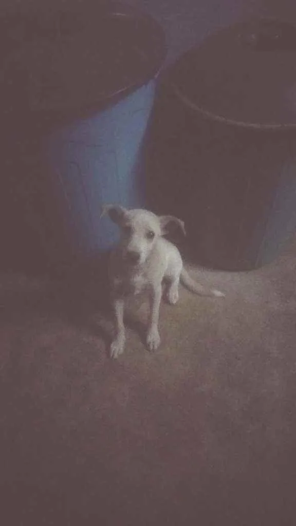 Cachorro ra a Vira-lata  idade 2 a 6 meses nome Biscoitinho 