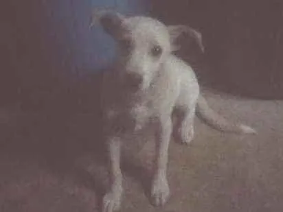 Cachorro ra a Vira-lata  idade 2 a 6 meses nome Biscoitinho 