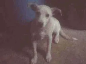 Cachorro raça Vira-lata  idade 2 a 6 meses nome Biscoitinho 