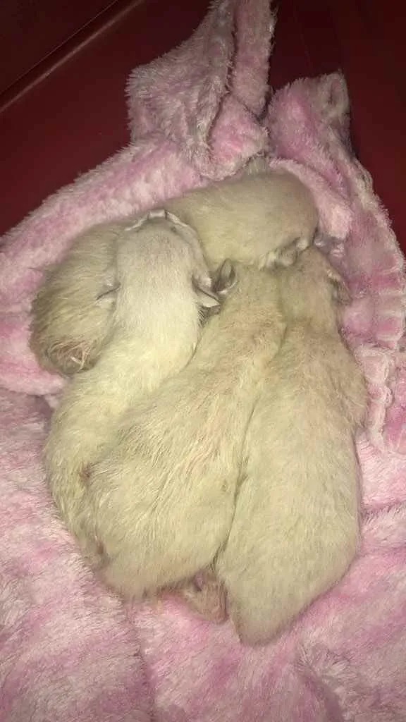 Gato ra a SRD idade Abaixo de 2 meses nome Algodão, Neve, Pluma