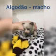 Algodão, Neve, Pluma