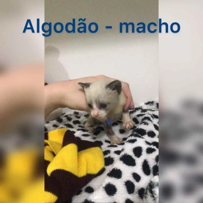 Gato ra a SRD idade Abaixo de 2 meses nome Algodão, Neve, Pluma