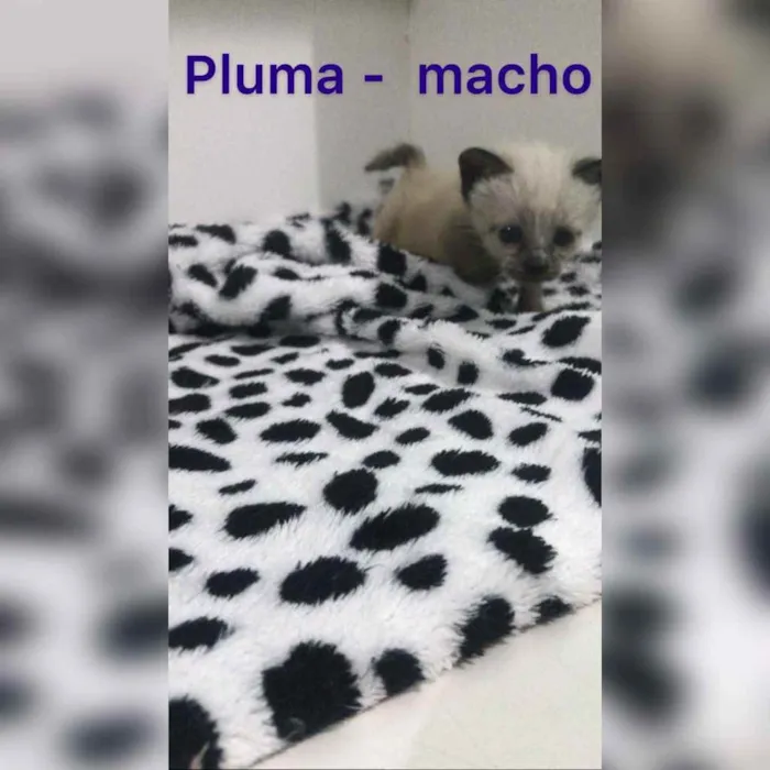 Gato ra a SRD idade Abaixo de 2 meses nome Algodão, Neve, Pluma
