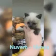 Algodão, Neve, Pluma