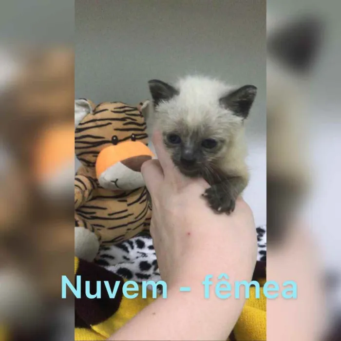 Gato ra a SRD idade Abaixo de 2 meses nome Algodão, Neve, Pluma