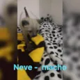 Algodão, Neve, Pluma
