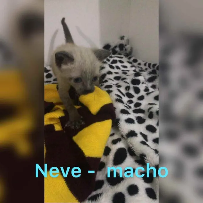 Gato ra a SRD idade Abaixo de 2 meses nome Algodão, Neve, Pluma
