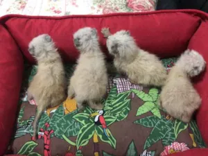 Gato raça SRD idade Abaixo de 2 meses nome Algodão, Neve, Pluma