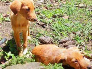 Cachorro raça Srd idade 2 a 6 meses nome Irmãs filhotes
