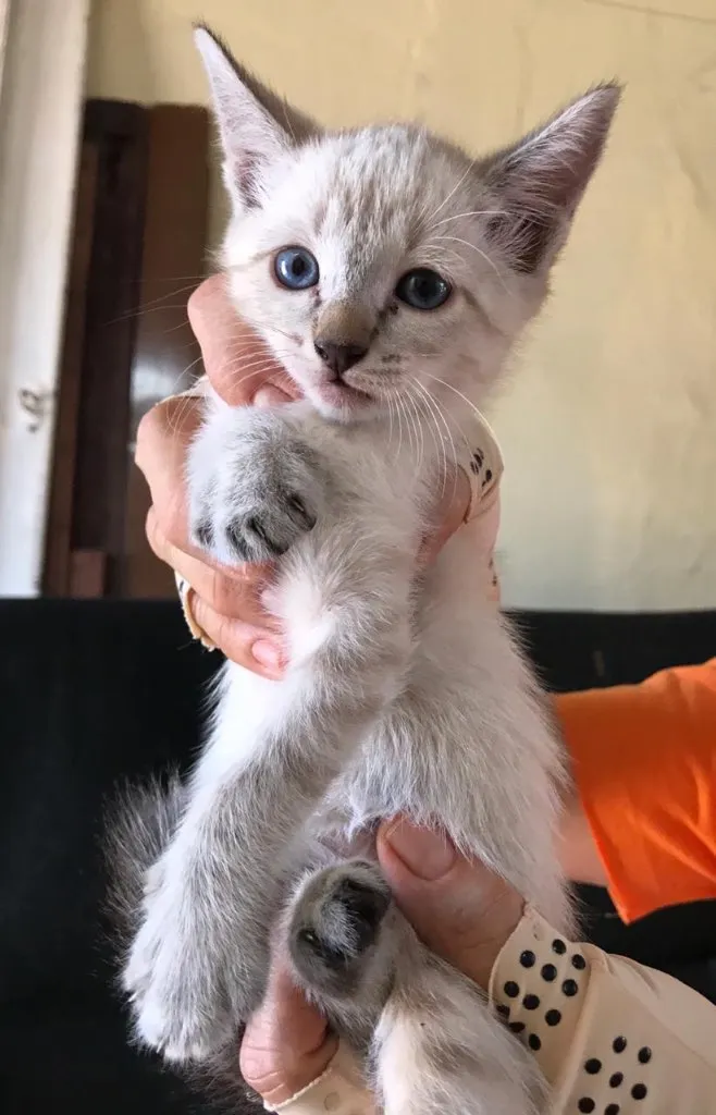 Gato ra a não sei idade Abaixo de 2 meses nome Lulu e Lala