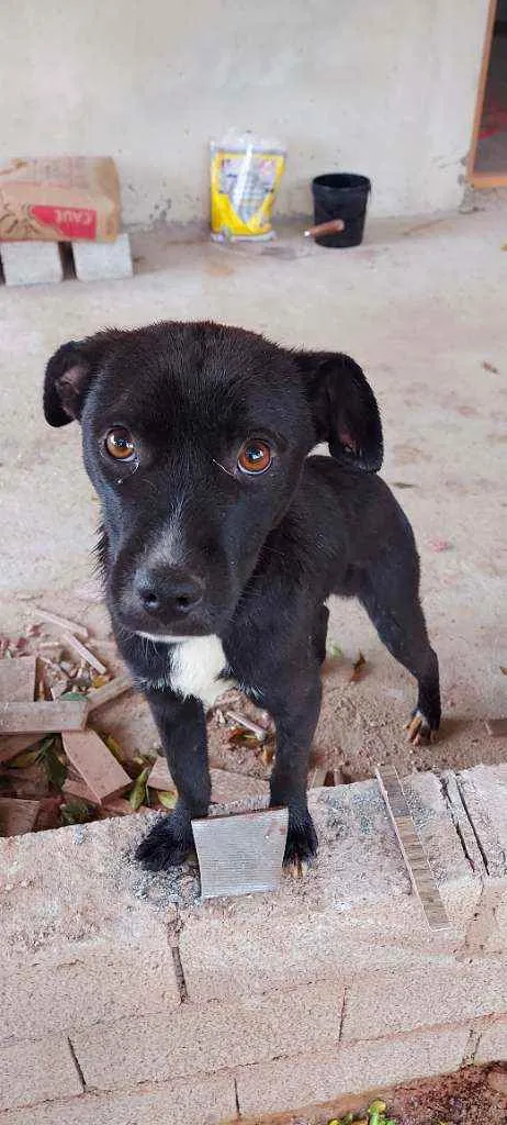 Cachorro ra a Srd idade 2 a 6 meses nome Onix