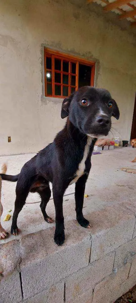 Cachorro ra a Srd idade 2 a 6 meses nome Onix