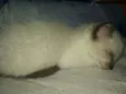 Fofura
