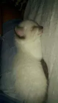 Fofura