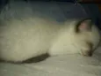 Fofura