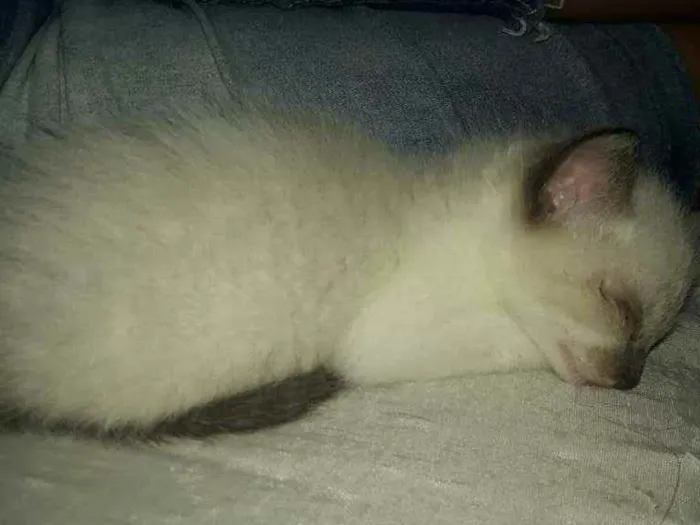 Gato ra a Sdr idade 2 a 6 meses nome Fofura